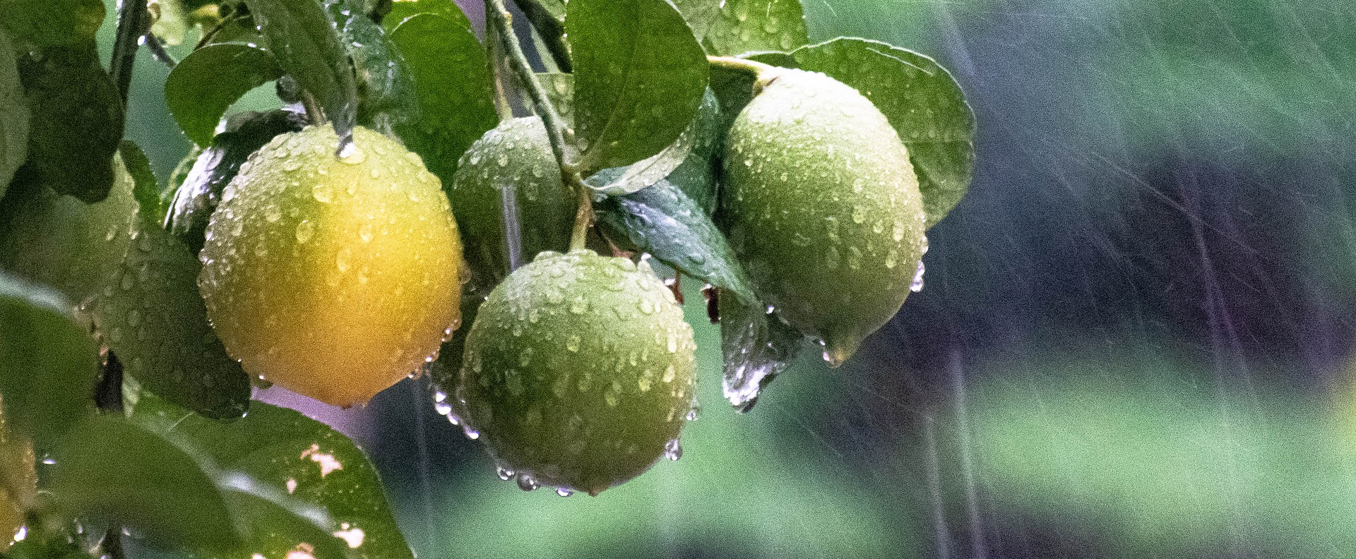 Keresztrejtvény – Wetter
