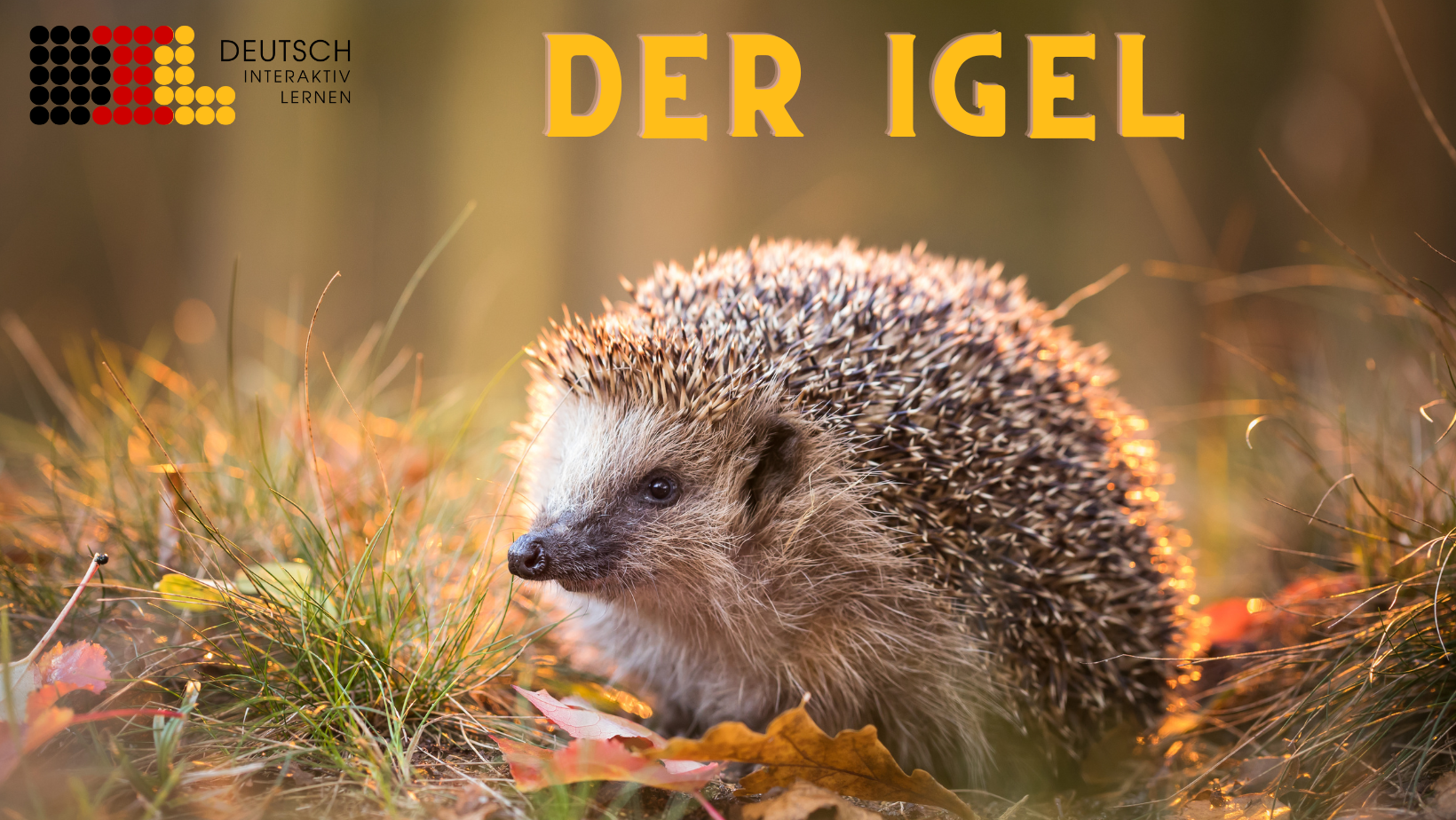 Der Igel ist das Tier des Jahres 2024